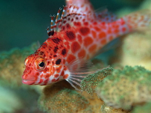 Pixie Hawkfish, Tulamben by Doug Anderson 